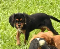 AKC-Coco , a female Cavalier King Charles Spaniel for sale in Portland, IN – 4 of 9