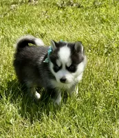 Joker, a male Pomsky for sale in Portland, IN – 8 of 10