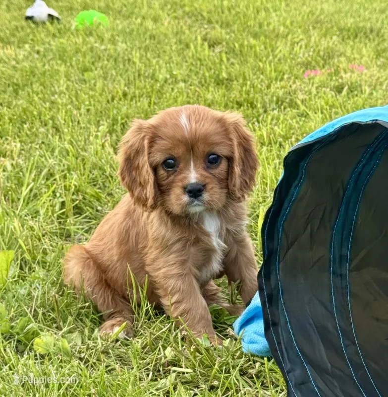 Layla  – Cavalier King Charles Spaniel puppy for sale in Portland, IN