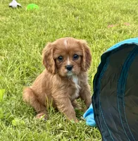 Layla , a female Cavalier King Charles Spaniel for sale in Portland, IN – 1 of 8