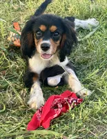 AKC-Lenny, a male Cavalier King Charles Spaniel for sale in Portland, IN – 7 of 10