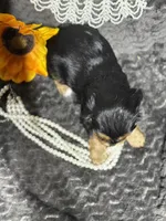 Coco , a female Cavalier King Charles Spaniel for sale in Portland, IN – 6 of 10