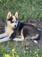 Joker, a male Pomsky for sale in Portland, IN – 3 of 8