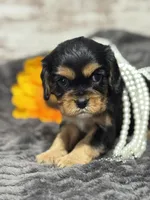 Coco , a female Cavalier King Charles Spaniel for sale in Portland, IN – 1 of 10