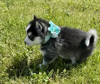 Roscoe, a male Pomsky for sale in Portland, IN – 4 of 9