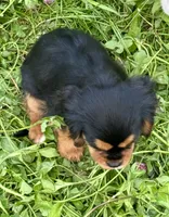 AKC-Coco , a female Cavalier King Charles Spaniel for sale in Portland, IN – 2 of 8