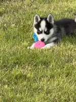 Joker, a male Pomsky for sale in Portland, IN – 6 of 6