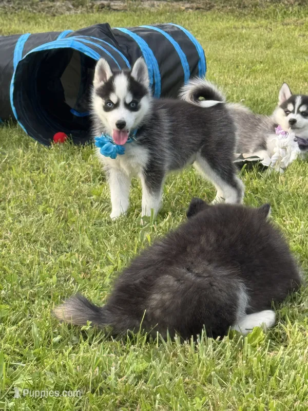 Joker – Pomsky puppy for sale in Portland, IN