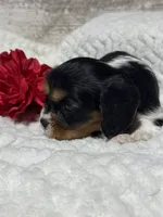 Lenny, a male Cavalier King Charles Spaniel for sale in Portland, IN – 8 of 10