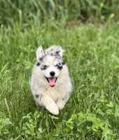 Kali, a female Pomsky for sale in Portland, IN – 6 of 10