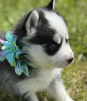 Joker, a male Pomsky for sale in Portland, IN – 2 of 10