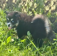 Kash, a female Pomsky for sale in Portland, IN – 3 of 10