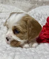Charlie, a male Cavalier King Charles Spaniel for sale in Portland, IN – 8 of 10