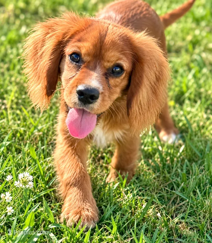 AKC-Dodge – Cavalier King Charles Spaniel puppy for sale in Portland, IN