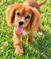 AKC-Dodge, a male Cavalier King Charles Spaniel for sale in Portland, IN – 1 of 9