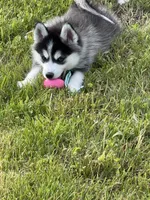 Roscoe, a male Pomsky for sale in Portland, IN – 5 of 9