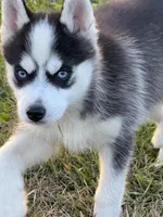 Joker, a male Pomsky for sale in Portland, IN – 8 of 8