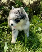 Kali, a female Pomsky for sale in Portland, IN – 7 of 10