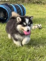 Ace, a male Pomsky for sale in Portland, IN – 2 of 9