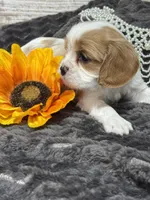 Dixie, a female Cavalier King Charles Spaniel for sale in Portland, IN – 1 of 10