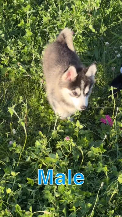 Roscoe, a male Pomsky for sale in Portland, IN – 9 of 9