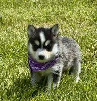Hattie, a female Pomsky for sale in Portland, IN – 3 of 10