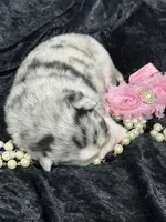 Kali, a female Pomsky for sale in Portland, IN – 4 of 5
