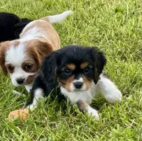Lenny, a male Cavalier King Charles Spaniel for sale in Portland, IN – 2 of 9