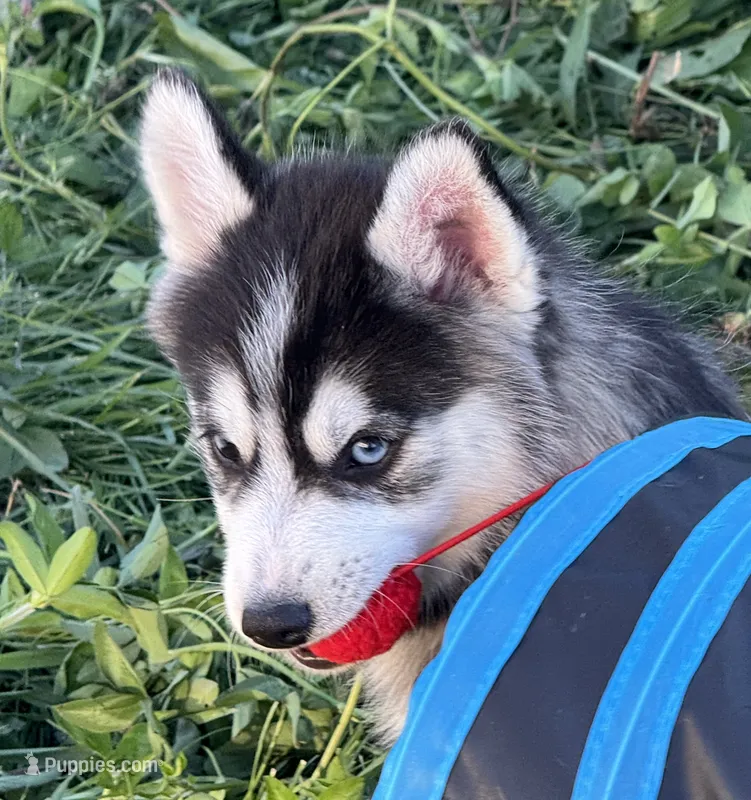 Roscoe – Pomsky puppy for sale in Portland, IN