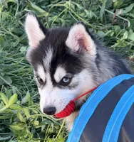 Roscoe, a male Pomsky for sale in Portland, IN – 1 of 9