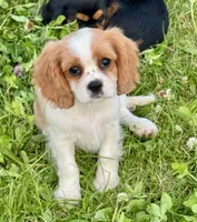 AKC-Dixie, a female Cavalier King Charles Spaniel for sale in Portland, IN – 2 of 8