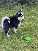 Ace, a male Pomsky for sale in Portland, IN – 4 of 9