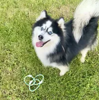 Kali, a female Pomsky for sale in Portland, IN – 9 of 10