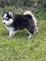 Ace, a male Pomsky for sale in Portland, IN – 3 of 9
