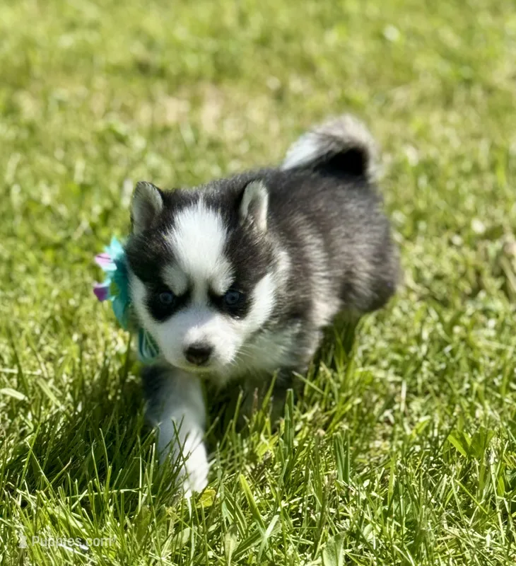 Joker – Pomsky puppy for sale in Portland, IN