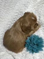 Dodge, a male Cavalier King Charles Spaniel for sale in Portland, IN – 8 of 10