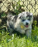 Kami, a female Pomsky for sale in Portland, IN – 1 of 9