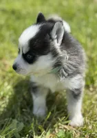 Joker, a male Pomsky for sale in Portland, IN – 3 of 10