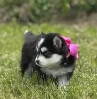 Kia, a female Pomsky for sale in Portland, IN – 2 of 8