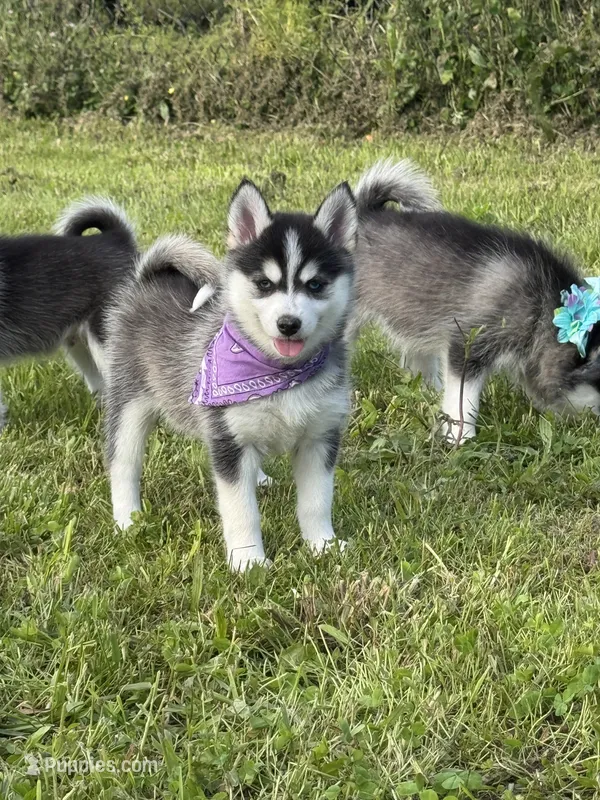 Hattie – Pomsky puppy for sale in Portland, IN