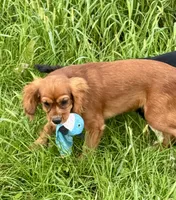 AKC-Dodge, a male Cavalier King Charles Spaniel for sale in Portland, IN – 3 of 9