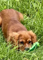 AKC-Dodge, a male Cavalier King Charles Spaniel for sale in Portland, IN – 5 of 9