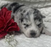Kami, a female Pomsky for sale in Portland, IN – 4 of 10