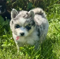 Kali, a female Pomsky for sale in Portland, IN – 4 of 10
