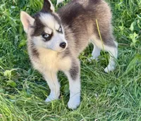 Joker, a male Pomsky for sale in Portland, IN – 4 of 8