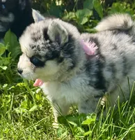 Kali, a female Pomsky for sale in Portland, IN – 2 of 10