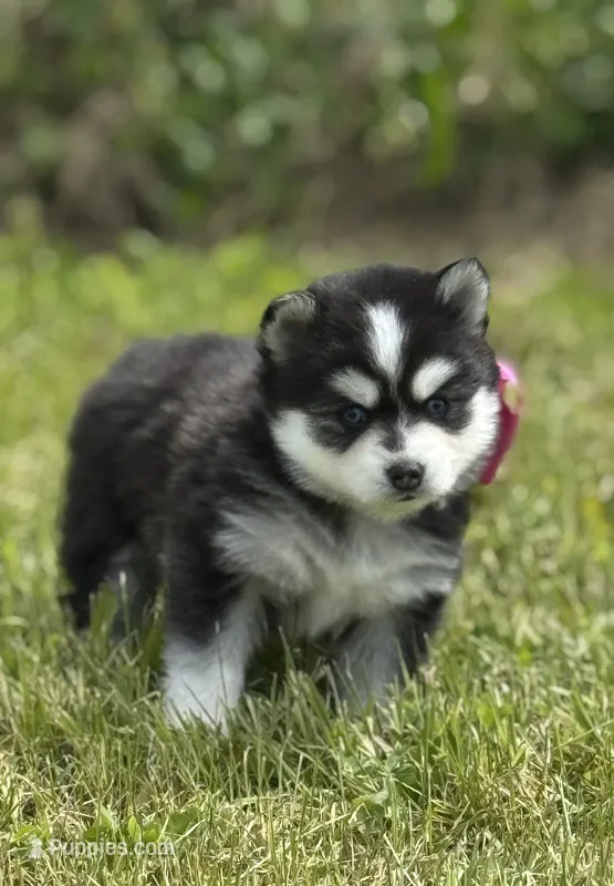 Kia – Pomsky puppy for sale in Portland, IN