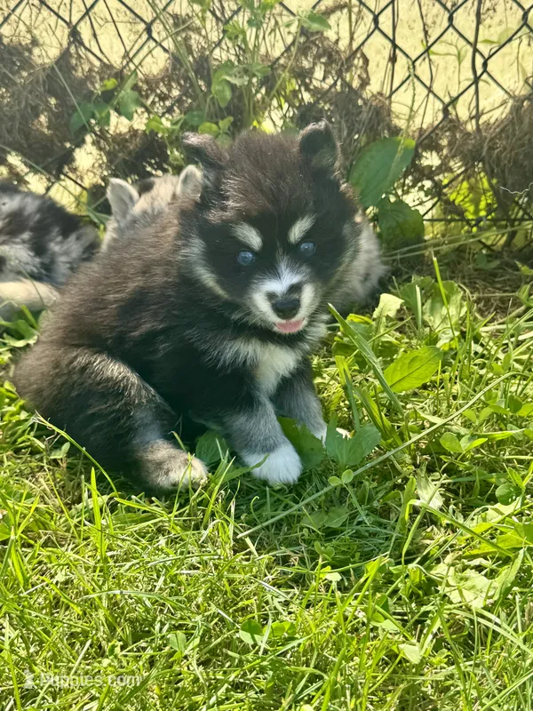 Kash – Pomsky puppy for sale in Portland, IN