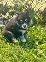 Kash, a female Pomsky for sale in Portland, IN – 1 of 10