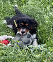 AKC-Lenny, a male Cavalier King Charles Spaniel for sale in Portland, IN – 2 of 10